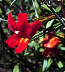 mimulus_puniceus_rmf.jpg