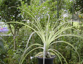 puya_alpestris.jpg