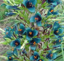 puya_alpestris01.jpg