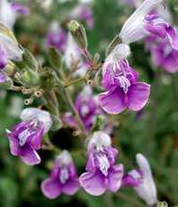 salvia_candelabrum.jpg