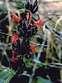 salvia_spathacea_cs.jpg