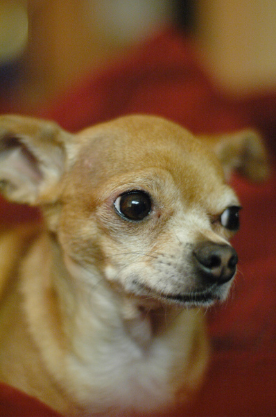 DSC_6352